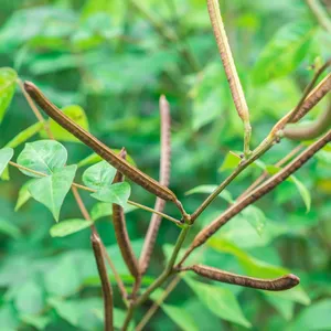 <p>Senna obtusifolia</p>