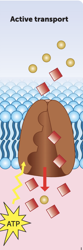 <p><span style="color: green;"><strong>What is active transport </strong></span></p>