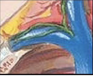 <p>What drains the upper extremity?</p>