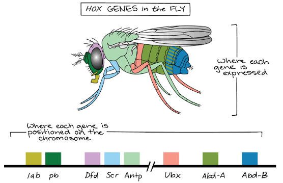 <p>homeotic genes</p>