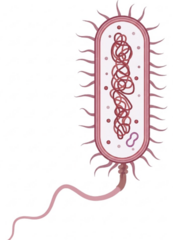 <p>do not have a nucleus nor membrane-bound organelles; only bacteria</p>