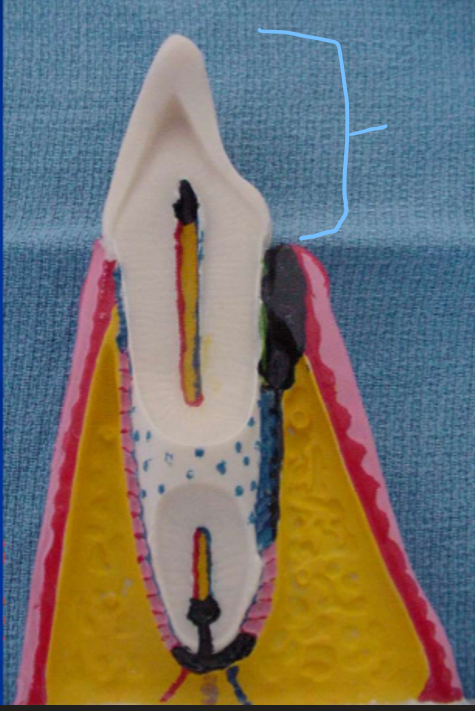 <p>This external portion is called the __</p>