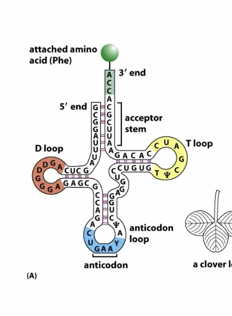 <p>contains a loop called with an anticodon that is complimentary to the amino acids codon</p>