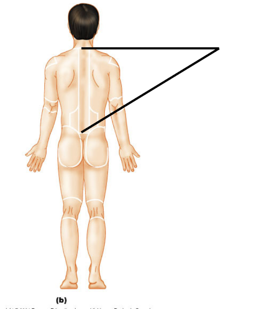 <p>Vertebral (P)</p>