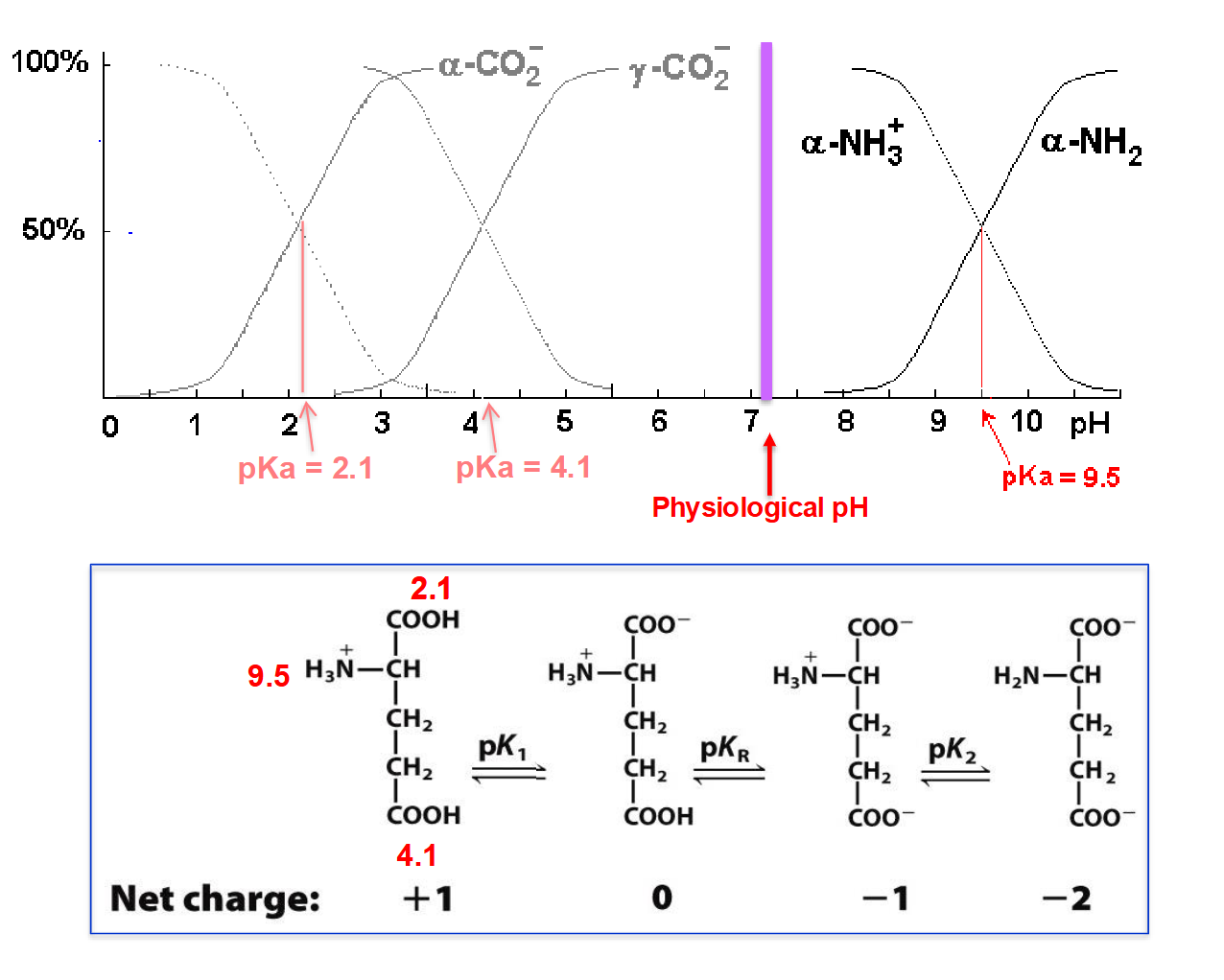 <ul><li><p><span>Starting with glutamic acid at very low pH, all three functional groups<br>are fully protonated.</span></p></li><li><p><span>As we raise the pH, [H+] becomes less available, so deprotonation is more likely to occur.</span></p></li><li><p><span>Each group undergoes a transition as pH shifts from 0 to 14, starting ~1 unit below its pKa and almost complete by ~1 unit above its pKa.</span></p></li><li><p><span>When pH = pKa, 50% of the group is in the protonated form and 50% is in the deprotonated form</span></p></li><li><p><span>Note that once a group deprotonates, it remains that way for the rest of the pH range</span></p></li><li><p><span>REMEMBER: <strong>The ionization state of a group at a given pH depends on its pKa value</strong></span></p></li></ul><p></p>