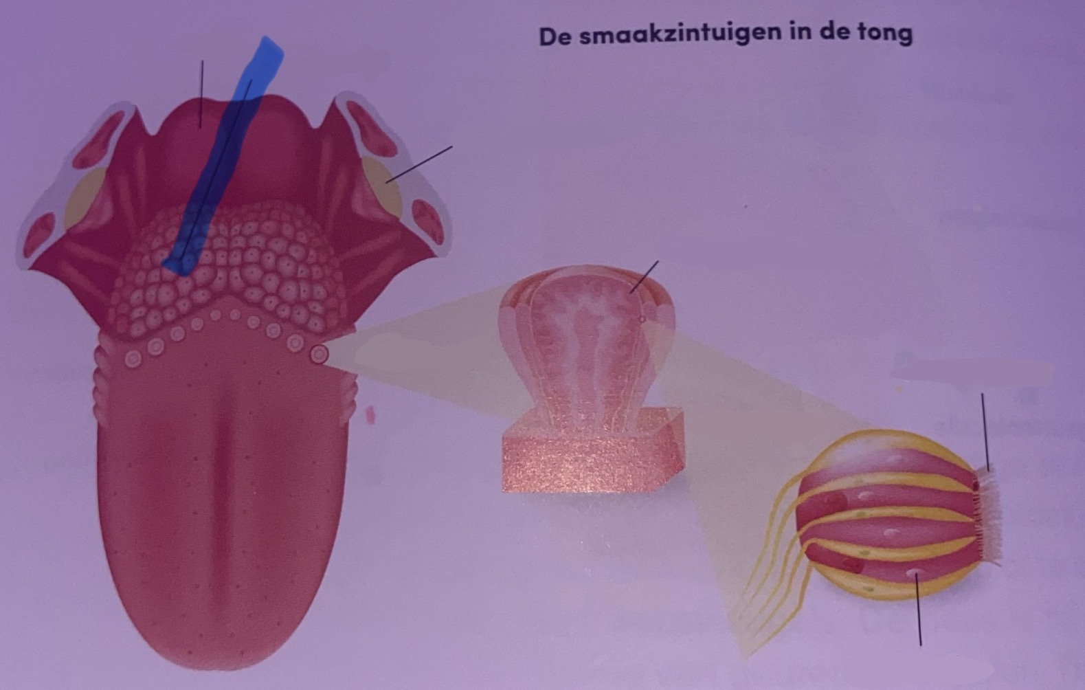 <p>Benoem</p>