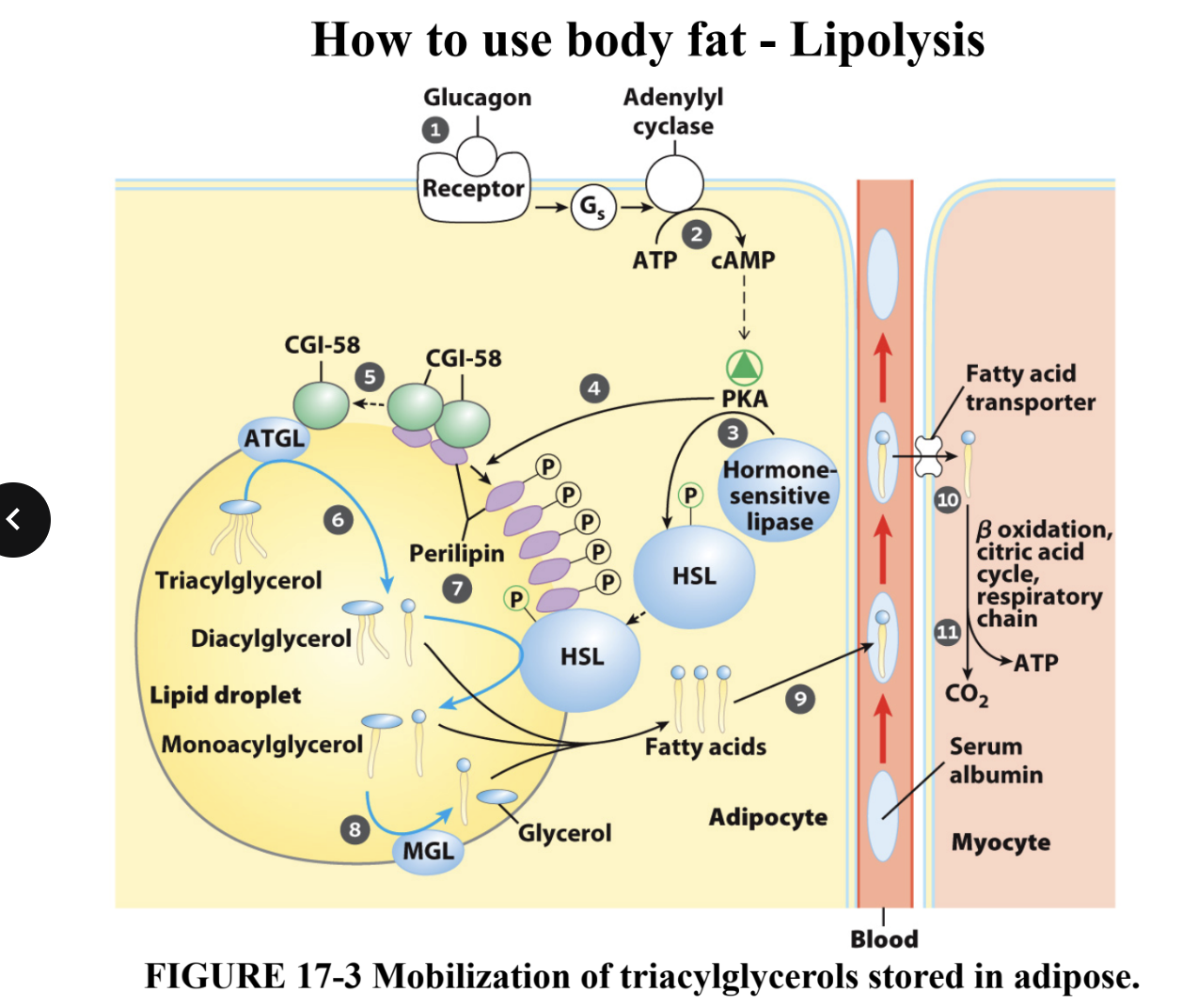 <p>Explain the hormone signaling steps of this diagram (1-4)</p>