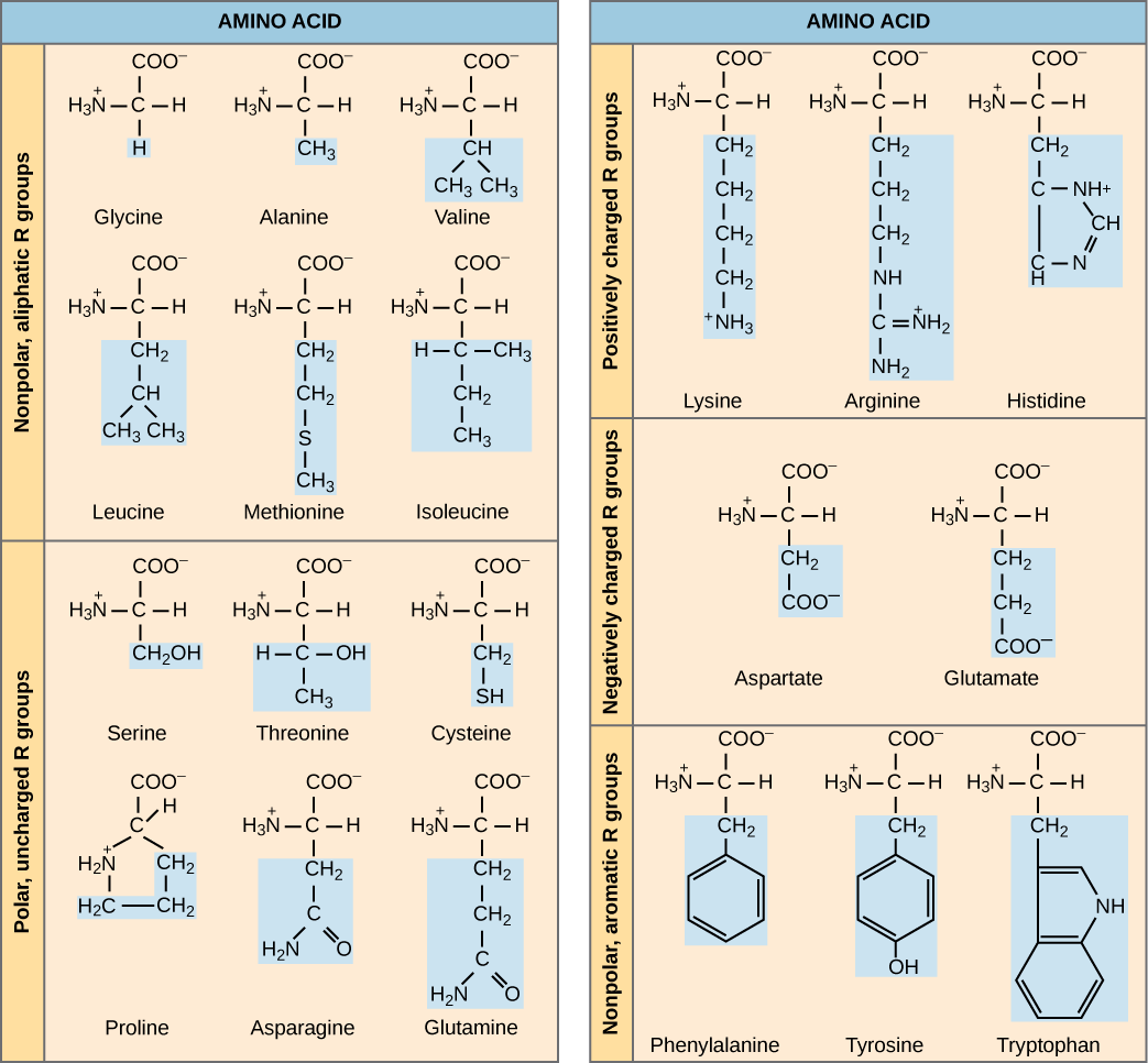 <p>non polar, aliphatic R groups</p><p>Aromatic R groups</p><p>Polar, uncharged R groups</p><p>Positively charged R groups</p><p>Negatively R groups</p>