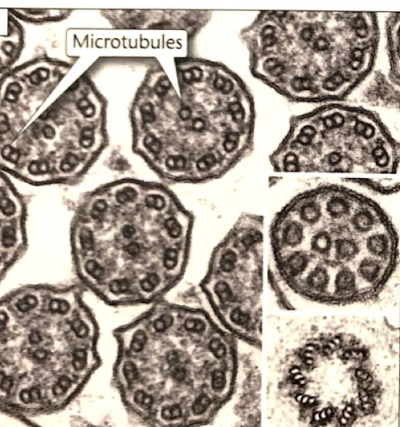 <p>cross section</p>
