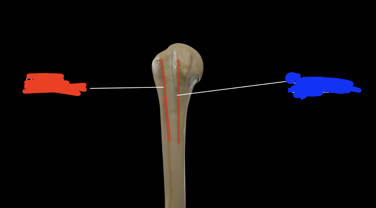 <p>small indent between (blue) </p>