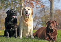 <p>The specific version of a trait that an individual has</p><p>Ex: The possible phenotypes for fur color in Labrador Retrievers</p>