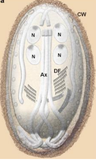<p>4 nuclei and oval shaped </p>