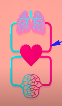 <p><span>Which system is this as indicated by the arrow?</span></p>
