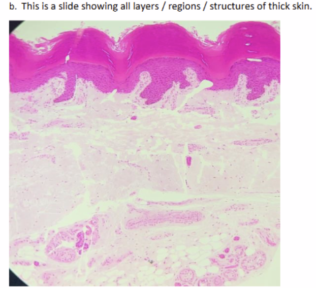 <p>name of tissue</p><p>name parts</p>