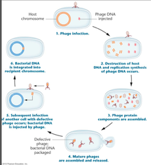 <p>DNA is transferred from a donor cell to a recipient via a bacteriophage</p>