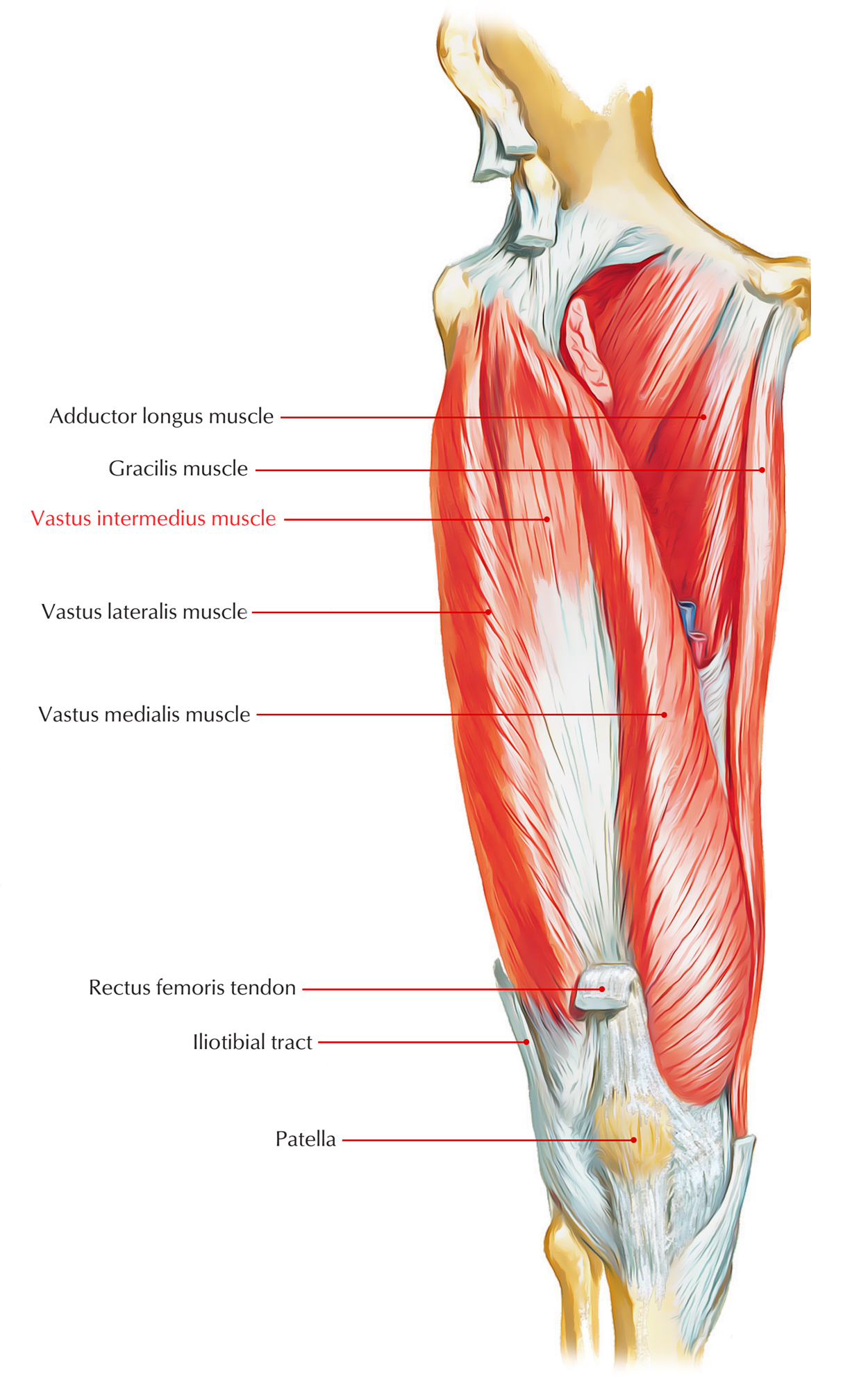 <p>origin → anterior surface of femoral shaft</p><p>insertion → tibial tuberosity via patellar ligament, patella</p><p>action → leg extension at the knee joint</p><p>innervation → femoral nerve (L2-L4)</p><p>blood supply → artery to quadriceps, deep femoral arteries</p>
