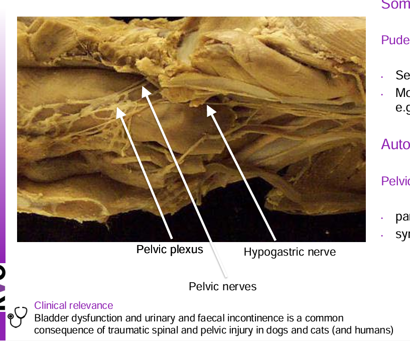<ul><li><p><strong>pudendal nerve</strong> of the<strong> sacral spinal cord</strong> origin</p><ul><li><p>sensory to skin of perineum</p></li><li><p>motor to striated msucle in perineum eg urethralis</p></li><li><p><strong>somatic</strong></p></li></ul></li><li><p><strong>pelvic plexus</strong></p><ul><li><p><strong>autonomic</strong></p></li><li><p>parasymptatheic <strong>pelvic nerves</strong></p></li><li><p>sympathetic <strong>hypogastric nerve</strong></p></li></ul></li></ul><p></p>
