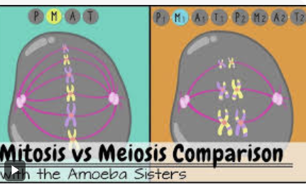 <p>diploid parent cell goes through interphase, then through PMAT and during metaphase the chromosomes line up differently to mitosis.</p>