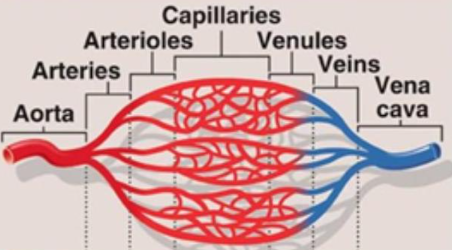 <ul><li><p>arteries (away from the heart) branch into arterioles(smaller branches) that form a network throughout the body. Arterioles decrease pressure, so the same volume of blood is split between many arterioles so there is an increased cross sectional area</p></li><li><p>they can contract to restrict blood flow and relax to increase blood flow</p></li><li><p>this directs blood to different areas</p></li><li><p>arterioles branch to capillaries which form networks called capillary beds</p></li><li><p>once excahnge has occured, deoxygenated blood(except pulmonary vein) flows from capillaries to venules and then veins and then back to the heart</p></li></ul><p></p>