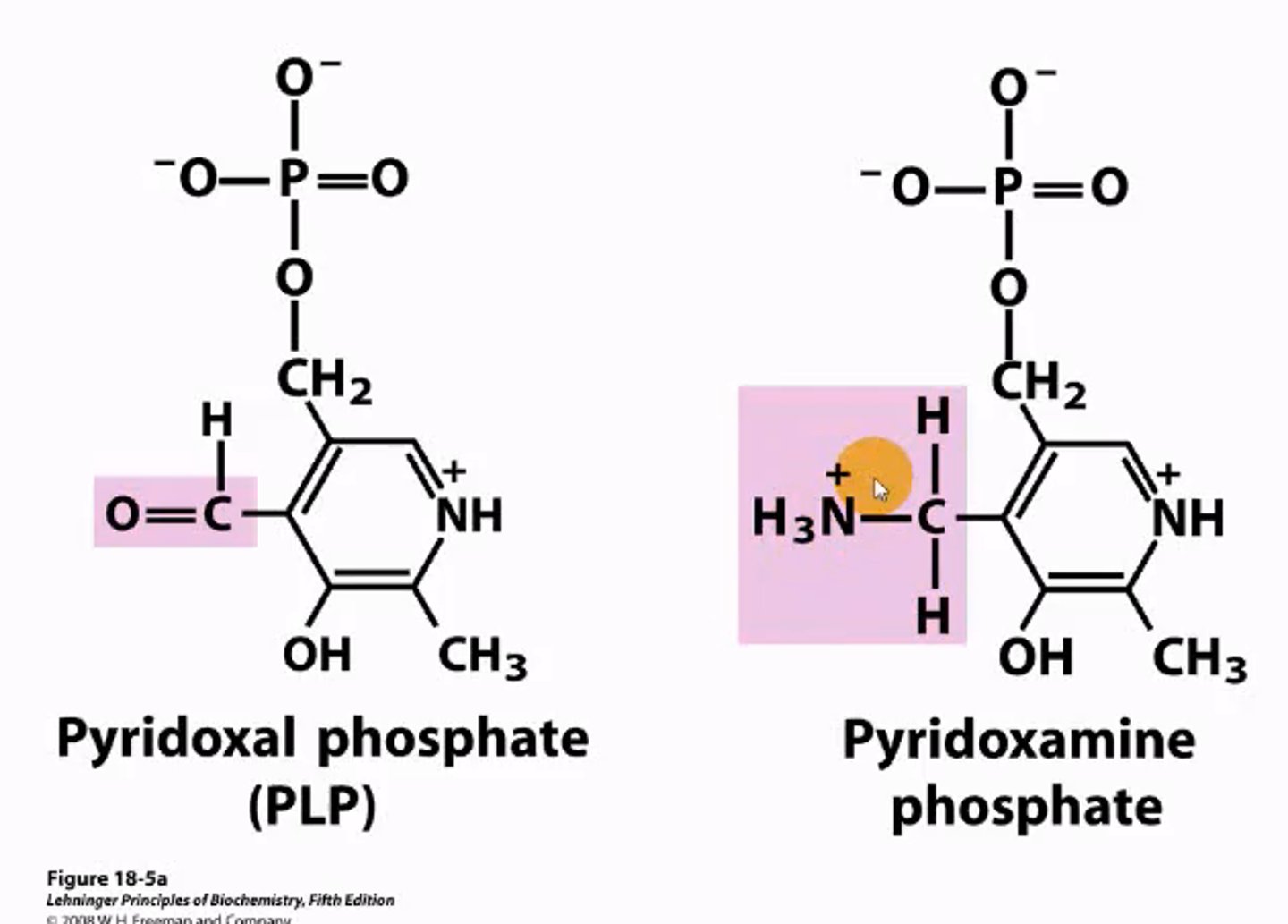 <p>Pyridoxal Phosphate (PLP), derived from Vitamin B6.</p><p>-2 forms; its aldehyde form (pyridoxal phosphate, PLP) and its aminated form (pyridoxamine phosphate, PMP).</p>