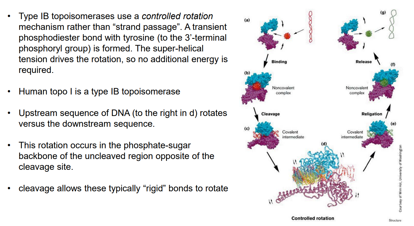 <p>Functions by controlled rotation mechanism. A transient phosphodiester bond with tyrosine (to the 3’-terminal phosphoryl group) is formed. The super-helical tension drives the rotation, so no additional energy is required.</p>