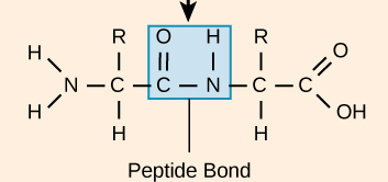 <p>What kind of macromolecule is this?</p>