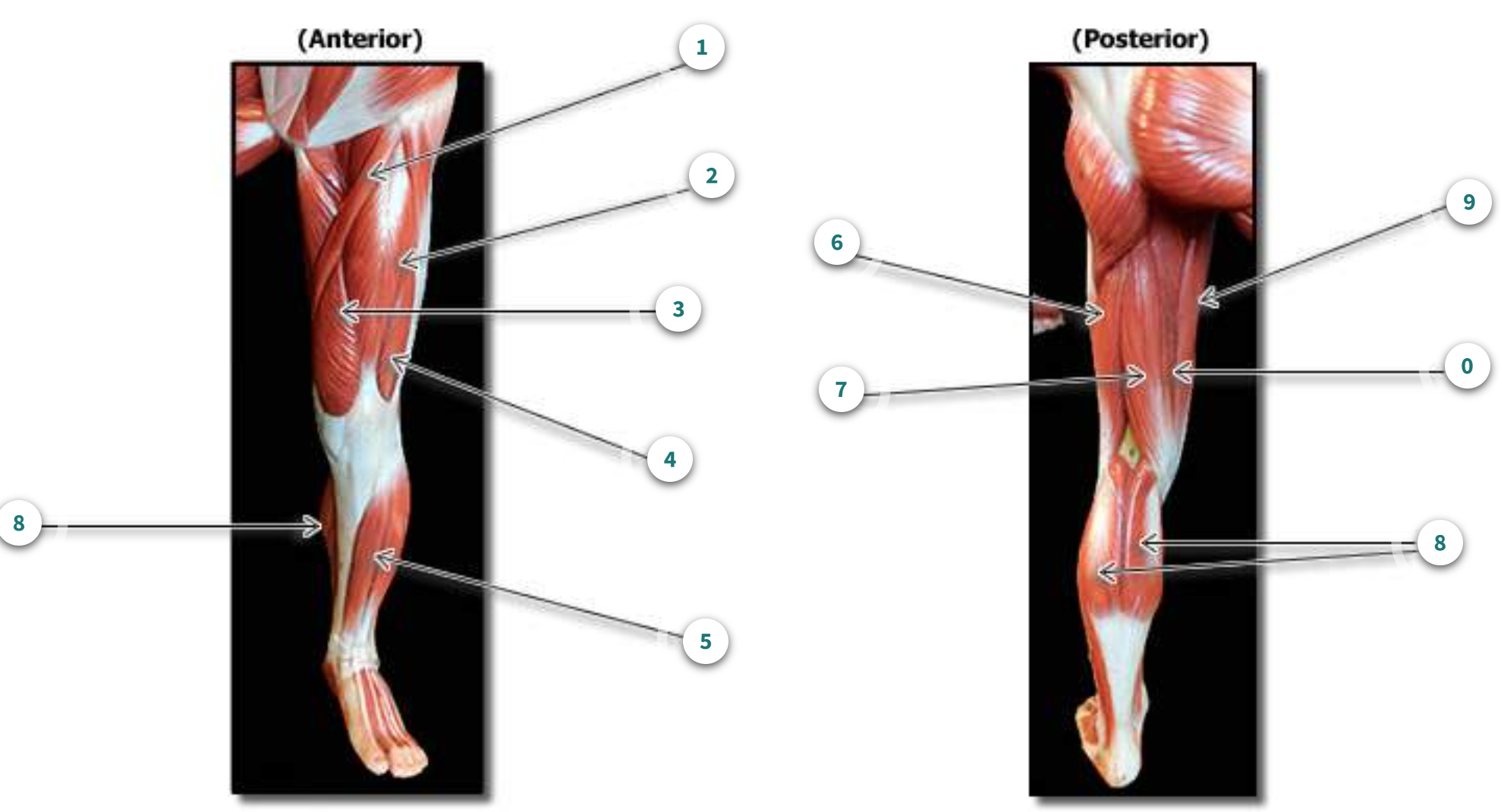 <p>What is muscle number 5?</p>