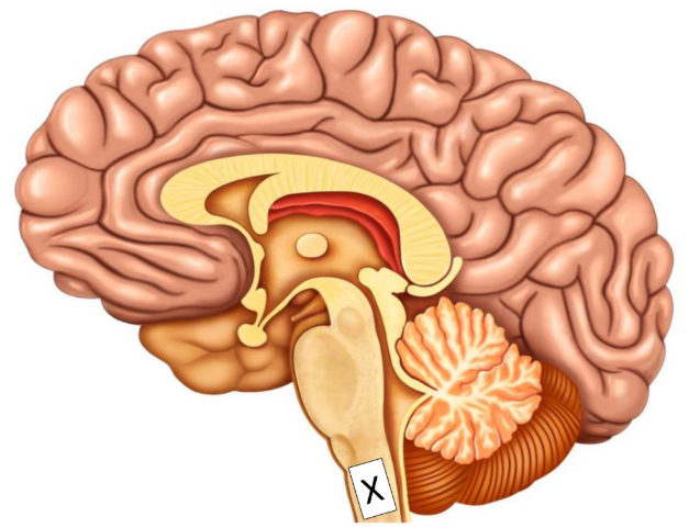 <p><span>Which one statement BEST describes the function of structure X?</span></p><p>Centres within it control planning and reward.</p><p>It controls fine tuning of voluntary movement.</p><p>Centres within it control the autonomic functions of respiration, blood pressure, vomiting and heart rate.</p><p>It is critical for visual processing.</p><p>The area of the brain where memories are formed.</p>