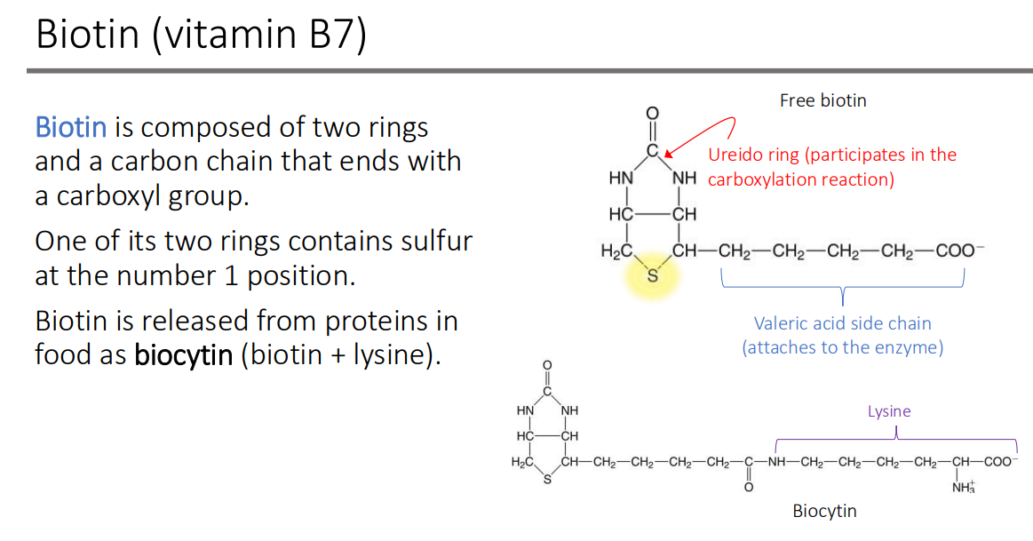 <p>biocytin (biotin + lysine)</p>