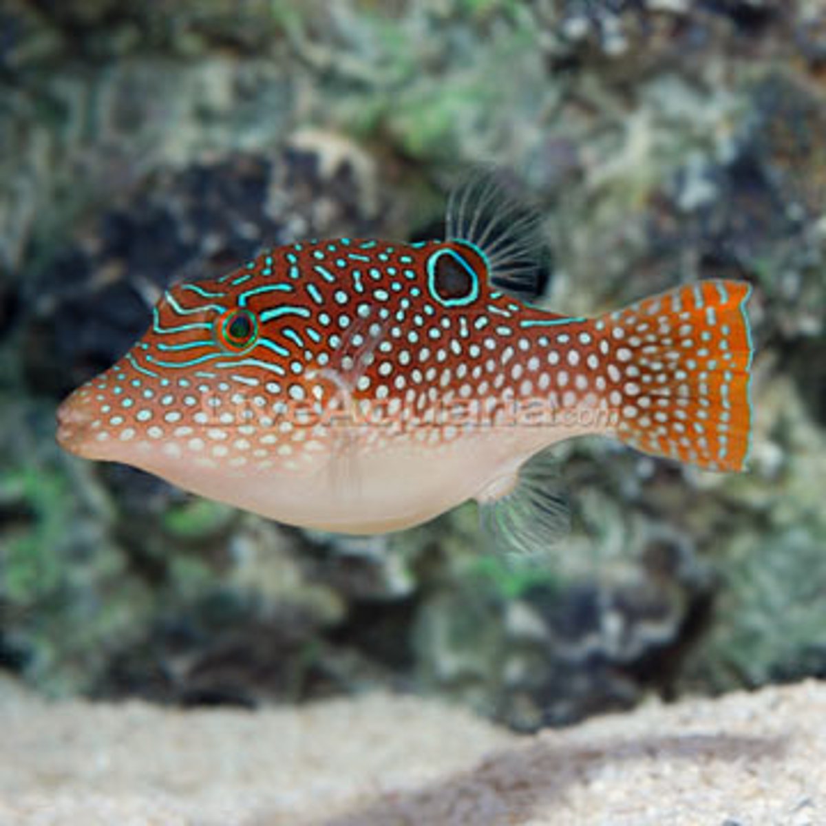 <p>Canthigaster solandri</p>