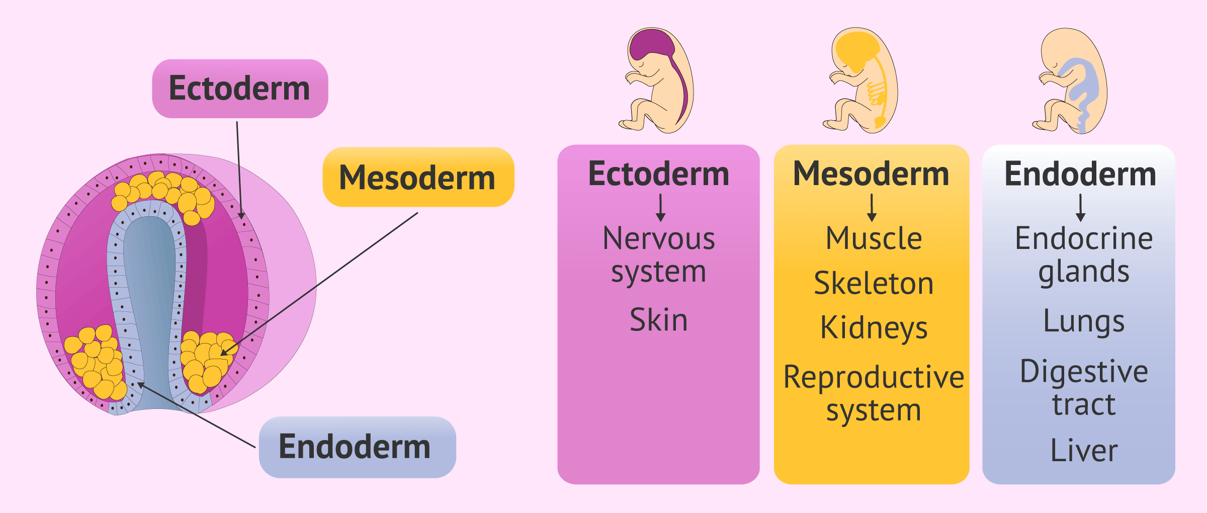 <p>Which structures do the mesoderm give rise to</p>