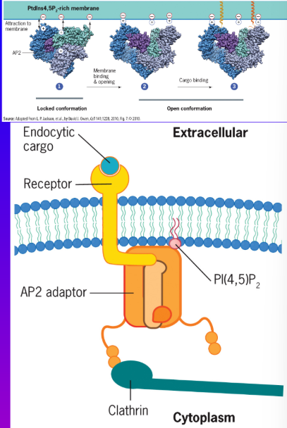<p>recruits AP2 to the membrane and Also Changes AP2’s Conformation to Activate (Open) it so that the μ Chain Engages the Cytoplasmic Tails of Specific Plasma Membrane Receptors Leading to their Concentration (and their Bound Ligands) in the Vesicle, the β Adaptin Subunit Binds and Recruits the Clathrin Molecules Overlying the Adaptors</p>
