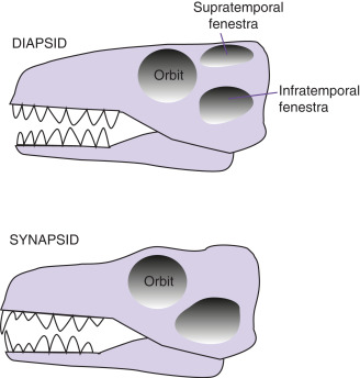 <p><mark data-color="rgba(0, 0, 0, 0)" style="background-color: rgba(0, 0, 0, 0); color: inherit;">defined by the presence of two temporal fenestrae (openings) on each side, located behind the eye socket</mark>. These ancestral openings, traditionally referred to as "two arches," provide critical space for larger jaw muscles to expand, resulting in a more powerful bite and greater jaw mobility</p><ul><li><p>ancestral to turtles</p></li><li><p>dinosaurs</p></li><li><p>birds</p></li><li><p>squamates</p></li><li><p>crocodilians</p></li></ul><p></p>