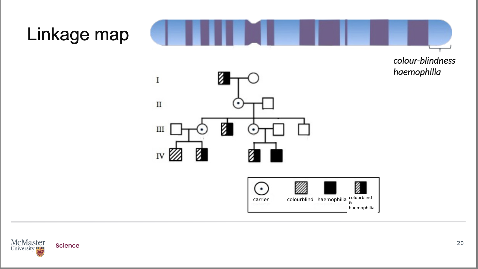 <p><strong>Back (Answer):</strong></p><ul><li><p>Genes that are <strong>in close proximity on the same chromosome</strong> tend to be <strong>inherited together</strong></p></li><li><p>In this pedigree:</p><ul><li><p>The inheritance of <strong>colour‑blindness</strong> and <strong>haemophilia</strong> generally occurs together</p></li><li><p>This indicates that the genes for these traits are <strong>linked</strong> on the X chromosome</p></li></ul></li><li><p>Based on linkage:</p><ul><li><p>If a person inherits one trait, they are expected to inherit the other</p></li></ul></li><li><p>An important <strong>exception</strong> is observed:</p><ul><li><p>An individual in <strong>generation IV</strong> has <strong>only haemophilia</strong>, not colour‑blindness</p></li></ul></li><li><p>This outcome is unexpected because:</p><ul><li><p>The individual’s <strong>mother was a carrier for both traits</strong></p></li><li><p>Linkage would predict inheritance of <strong>both alleles together</strong></p></li></ul></li><li><p>The separation of these traits is explained by:</p><ul><li><p><strong>Crossing over (recombination)</strong> during meiosis</p></li><li><p>A crossover occurred <strong>between the haemophilia and colour‑blindness genes</strong></p></li></ul></li><li><p>This recombination event separated the alleles, allowing:</p><ul><li><p>One gene to be inherited without the other</p></li></ul></li></ul><p><strong>Key takeaway:</strong><br>Pedigrees can reveal rare recombination events where linked genes are separated by crossing over.</p><p></p>