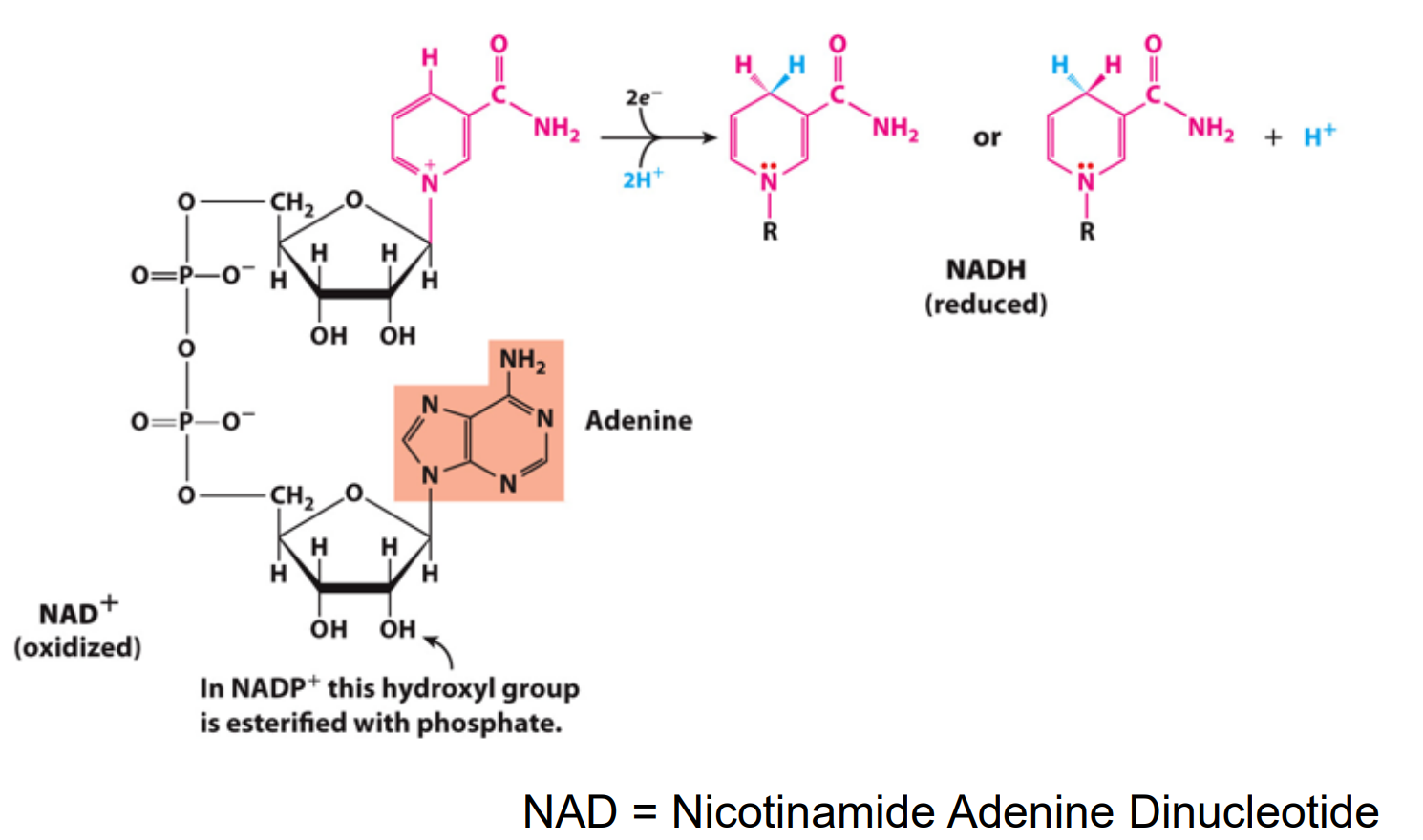 <p>Electrons are transferred from one molecule (electron donor) to another (electron acceptor) in one of 4 ways in biological systems</p><ul><li><p>Directly as electrons</p><ul><li><p>Fe<sup>2+</sup> + Cu<sup>2+</sup> → Fe<sup>3+</sup> + Cu<sup>+</sup></p></li></ul></li><li><p>As hydrogen atoms (H+ + e-) (FAD)</p></li><li><p>Transfer as a hydride ion (which is made of a 2e- and 1H+) (NAD)</p></li><li><p>Direct combination with oxygen</p><ul><li><p>Oxygen combines with an organic reductant and is covalently incorporated to the product</p></li><li><p>R-CH3 + 1/2O2 → R-CH2-OH (oxidation of a hydrocarbon to an alcohol)</p></li></ul></li></ul><p></p><p></p>