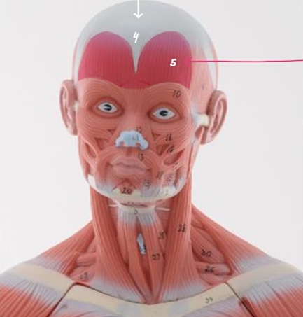 <p>Name the structure highlighted in WHITE / #4, function</p>