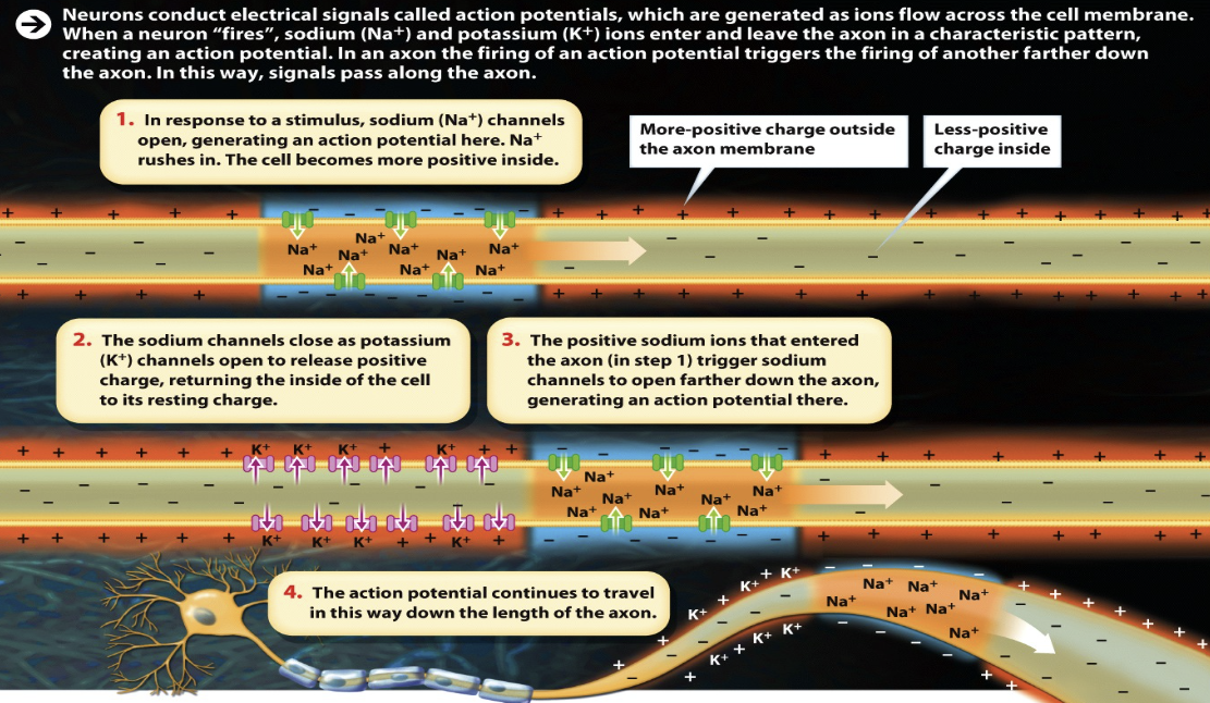 <ul><li><p><span style="background-color: transparent;">Signals are possible because each neuron has a charged <strong>cellular membrane </strong>(a voltage difference between the inside and the outside).</span></p></li><li><p><span style="background-color: transparent;">The charge of this membrane can change in response to neurotransmitter molecules released from other neurons and environmental stimuli.</span></p></li></ul><p></p>