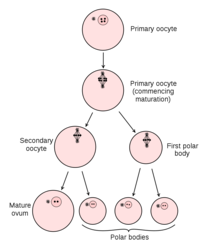 <p>primary oocytes</p>