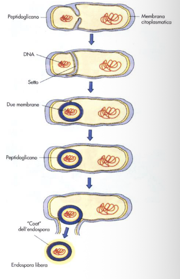 <p>La Sporificazione:</p><ul><li><p>Divisione del materiale nucleare</p></li><li><p>Uno dei nuclei risultati migra verso un polo della cellula e viene separato dal resto della cellula da un setto di membrana citoplasmatica → questa prima struttura la chiamiamo Prespora</p></li></ul><ul><li><p>A partire dalla prespora inizia la deposizione delle diverse membrana che formano la spora vera e propria, che completa dei suoi involucri, verrà liberata nell’ambiente esterno tramite degradazione dello sporangio</p></li><li><p>Tutto il processo dura dalle 6 alle 10 ore</p></li><li><p>Nei batteri sporigeni non è obbligatorio che si formi la spora, il batterio può essere mantenuto in fase vegetativa o essere indotto a formare la spora generalmente quando:</p><ul><li><p>Si ha un progressivo esaurimento delle sostanze nutritive</p></li><li><p>Accumulo di cataboliti che rallentano la moltiplicazione batterica</p></li><li><p>Durante la fase di crescita, la produzione di spore non avviene</p></li><li><p>Con la sporificazione, si ha la modificazione del fattore sigma dell’RNA polimerasi → questo rende l’enzima incapace di trascrivere geni necessari alla vita vegetativa, e capace di trascrivere solo quelli coinvolti nella sporificazione</p></li></ul></li><li><p>Durante la formazione della spora si ha l’espulsione di oltre il 98% di acqua</p></li></ul><p></p>