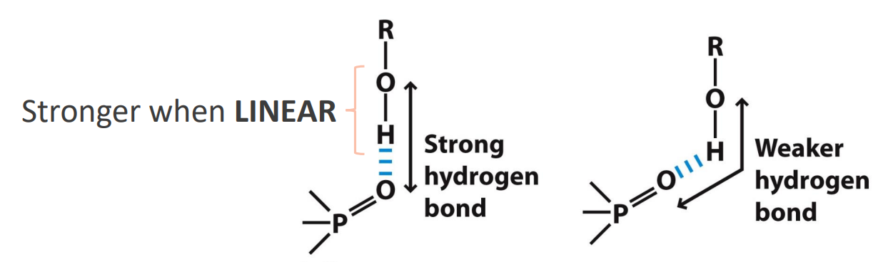 <ul><li><p>H-bonds are dipole-dipole or charge-dipole interactions</p><ul><li><p>Linear H-bonds are stronger than bent ones </p></li></ul></li><li><p>They arise between a covalently bound hydrogen (H-bond doner) and lone pairs of electrons (H-bond acceptor)</p></li><li><p>They typically involve two electronegative atoms (frequently nitrogen and oxygen).</p></li></ul><p></p>