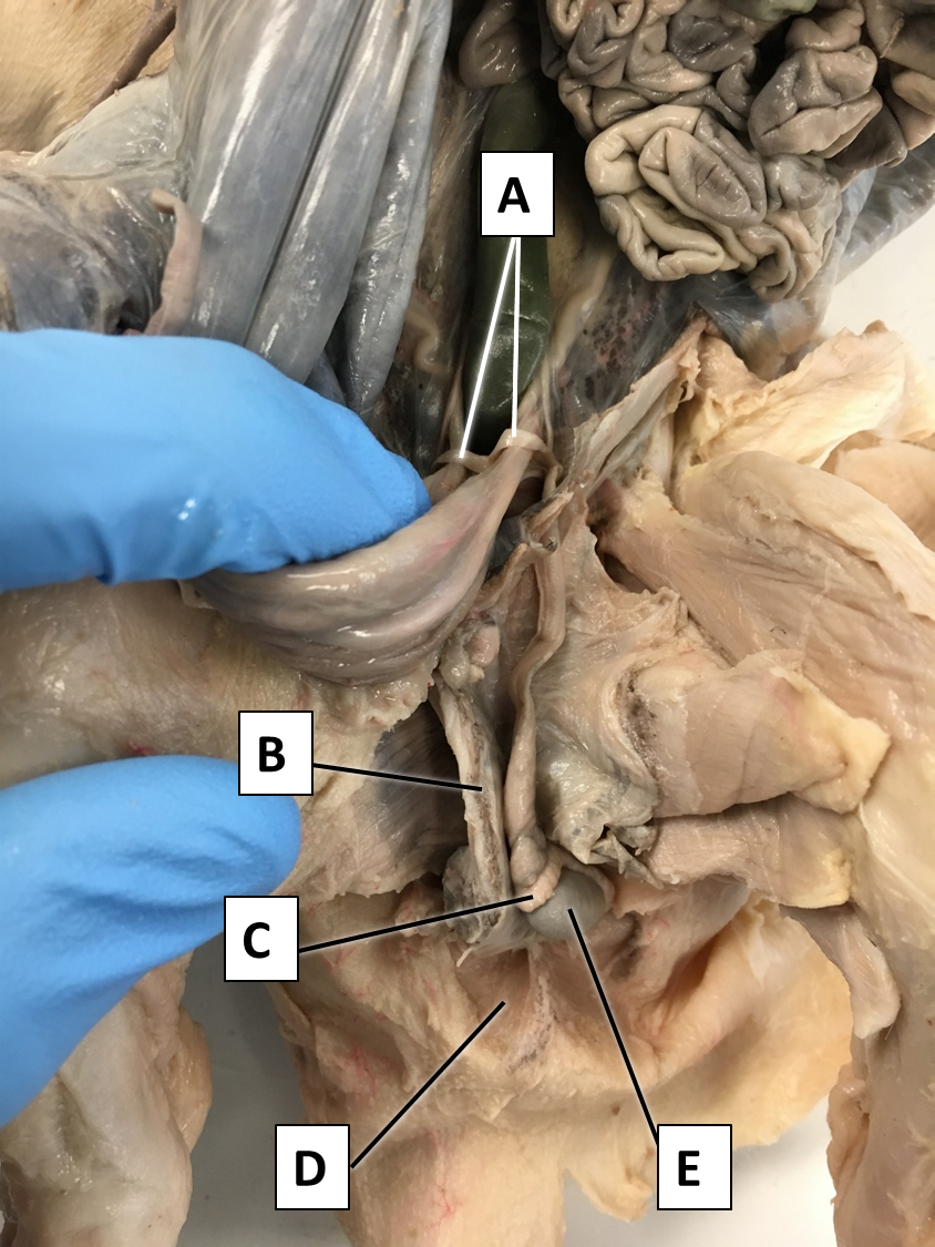 <p><span>Identify the structure/organ labeled with the letter C.</span></p>