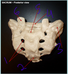 <p>sacrum posterior 2 - #3</p>