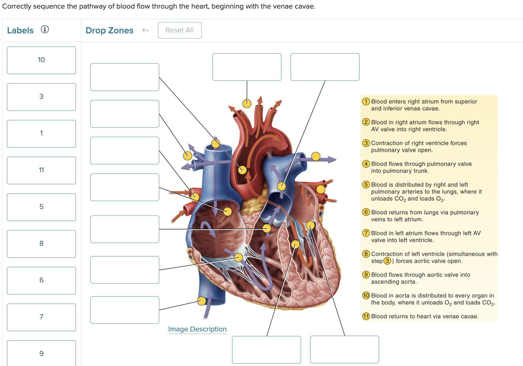 <p>Correctly sequence the pathway of blood flow through the heart, beginning with the venae cavae.</p><p>&nbsp;</p>