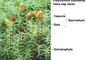 <ul><li><p>sporophytes are usually visible to the naked eye</p></li><li><p>haploid gametophyte is dominant life form</p></li><li><p>green and photosynthetic</p></li><li><p>no vascular tissue</p></li></ul><p></p>