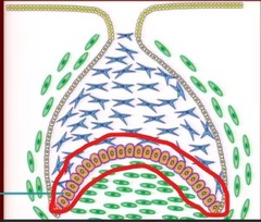 <p>on the concavity of the cap (the side that curve inward)</p>