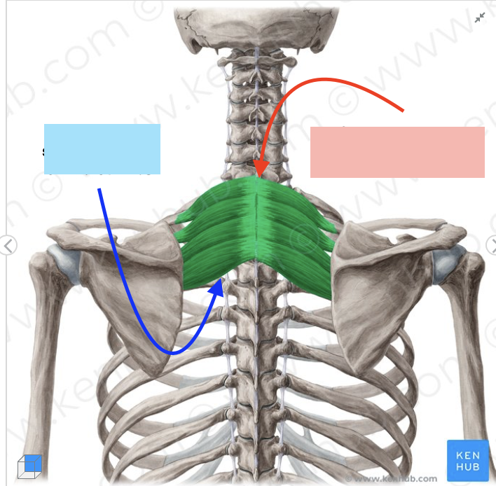 <p>What is the serratus superior <span style="color: blue;"><strong>insertion</strong></span>?</p>