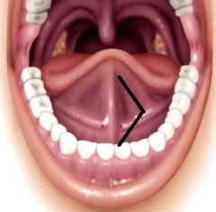 <p>Faces the tongue</p>