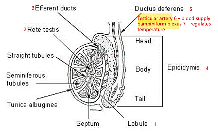 <p><strong><u>Testes Structure</u></strong></p><ul><li><p>Just take note of the flow and the highlight</p></li></ul><p></p>