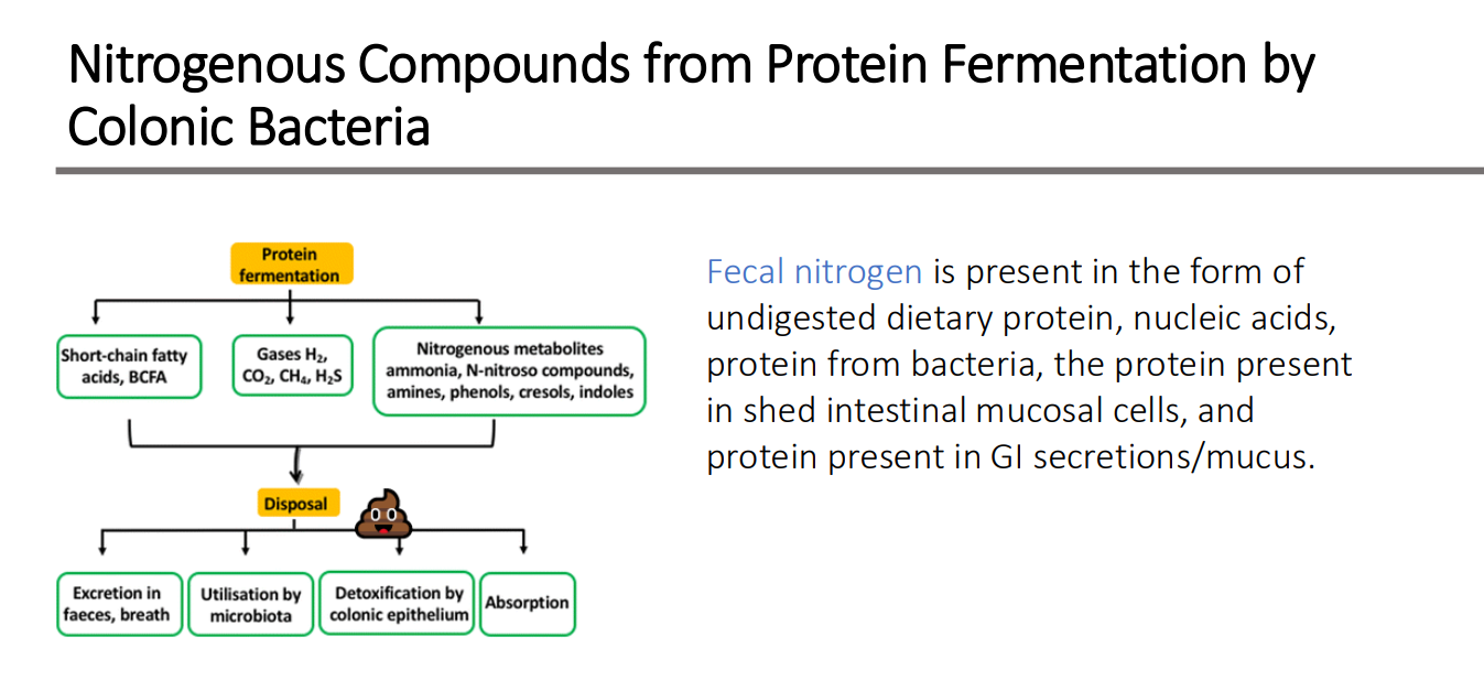 <ol><li><p>undigested dietary protein,</p></li><li><p>nucleic acids,</p></li><li><p>bacteria,</p></li><li><p>shed intestinal mucosal cells</p></li><li><p> GI secretions/mucus</p></li></ol><p></p>