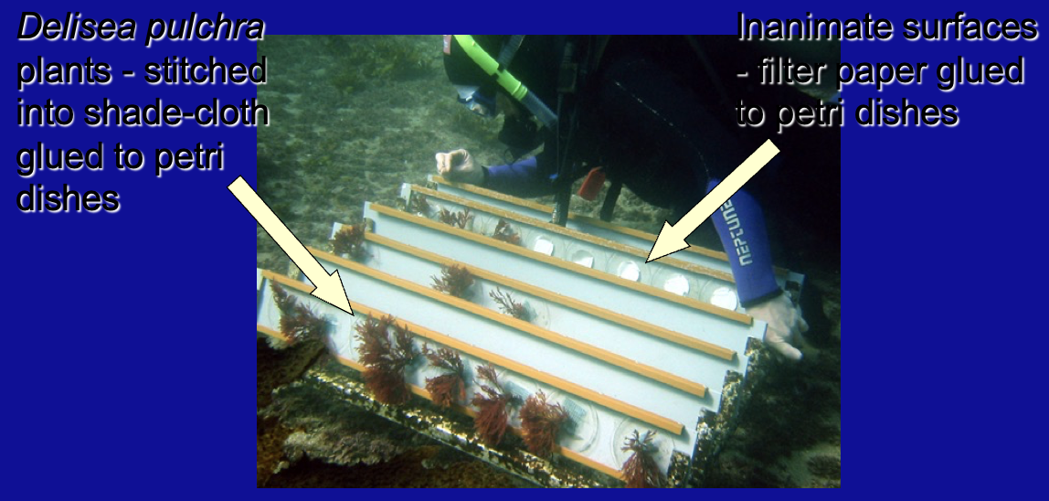 <p>Secure treated algae/inanimate surfaces in the marine environment for extended periods </p>